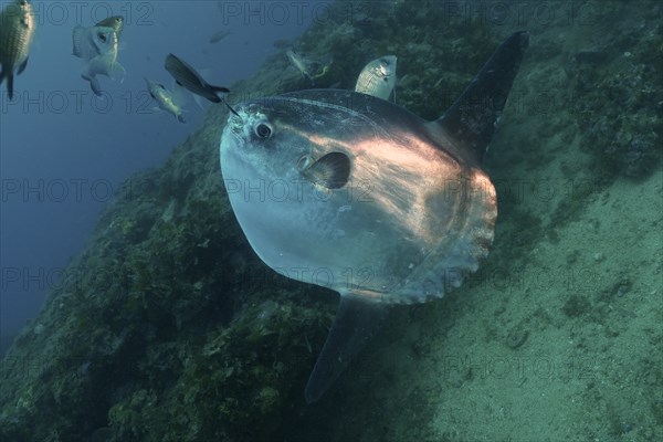 Ocean sunfish (Mola mola), Dive site Marine Reserve Cap de Creus, Rosas, Costa Brava, Spain,
