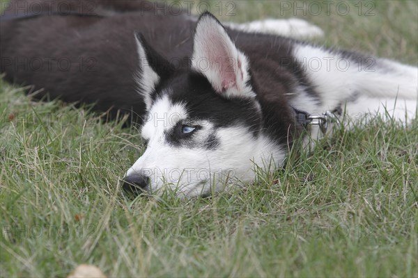 Siberian Husky female (Canis lupus familaris), 5 months, lying on a meadow, North Rhine-Westphalia,