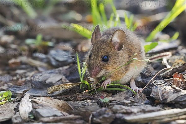 Wood mouse (Apodemus sylvaticus) foraging, Hesse, Germany, Europe