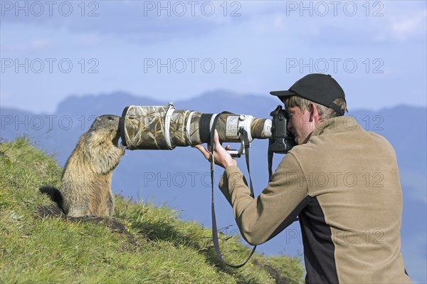 Wildlife photographer taking pictures of tame Alpine marmot (Marmota marmota) with long telephoto