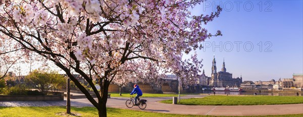 Spring on the Königsufer in Dresden