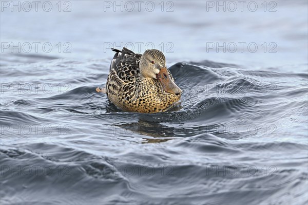 Northern shoveler (Spatula clypeata) (Syn.: Anas clypeata), female swimming on Lake Zug,