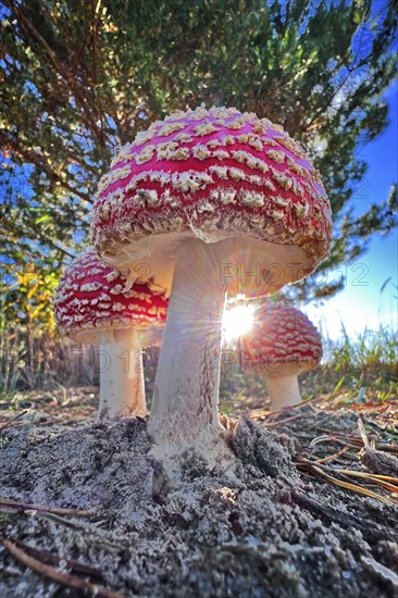 Red fly agaric (Amanita muscaria), poisonous mushroom, red cap with white spots, lucky mushroom,