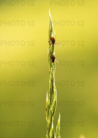 Three ticks, castor bean tick (Ixodes ricinus), lurking on a blade of grass in a meadow, female