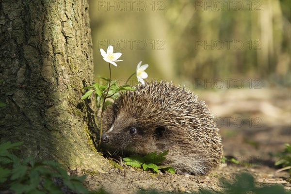 European hedgehog (Erinaceus europaeus) adult animal walking in a springtime woodland, Suffolk,