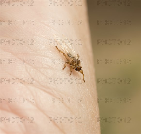 Deer ked (Lipoptena cervi) or deer louse on human skin, bloodsucker, parasite, parasite, carrier of
