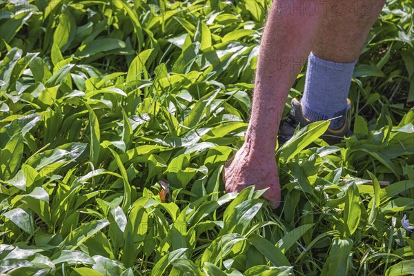 A man picking green edible wild garlic (Allium ursinum) leaves for cooking