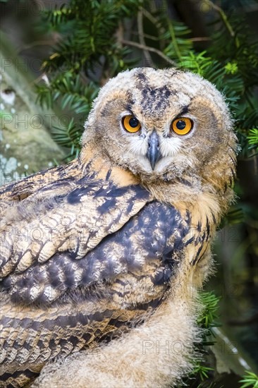 Young eurasian eagle-owl (Bubo bubo) owl, owls, Lower Saxony, Federal Republic of Germany