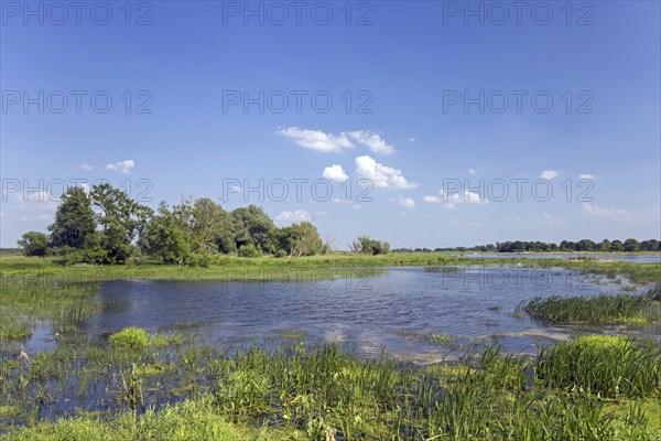 Tributary stream of the river Oder at Oderbruch, moorland landscape near Oderberg, Brandenburg in