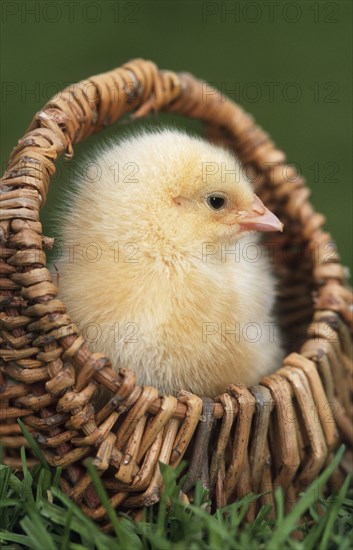 Cute yellow chick (Gallus gallus domesticus) in basket at chicken farm