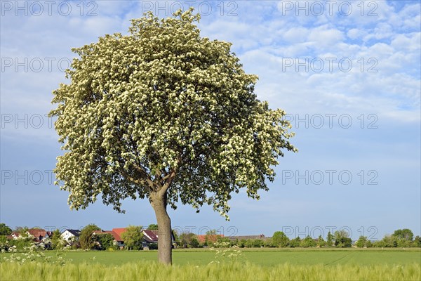 Deciduous tree, rowan (Sorbus aria) in bloom, blue cloudy sky, North Rhine-Westphalia, Germany,
