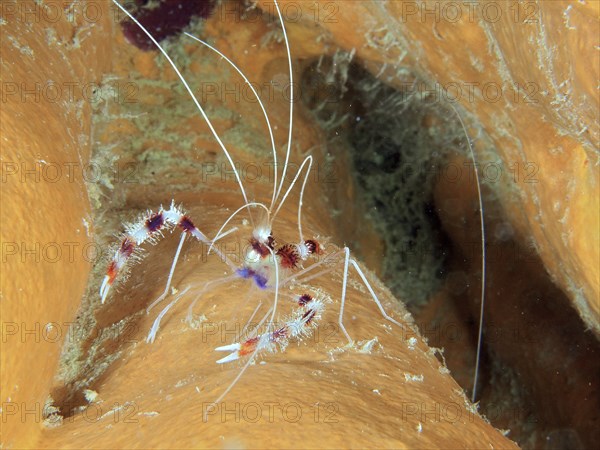 Banded coral shrimp (Stenopus hispidus), cleaner shrimp on orange tube sponge. Dive site John