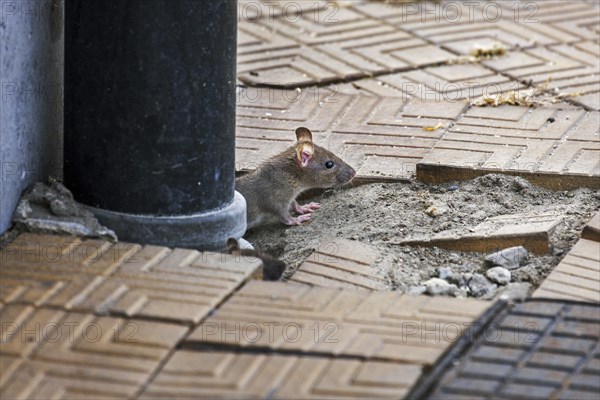 Juvenile brown rat, Common rat (Rattus norvegicus) emerging from drainpipe on pavement