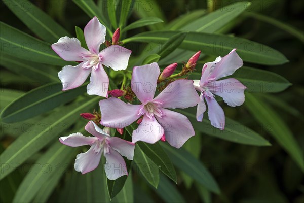 Oleander (Nerium oleander), also oleander, flower, pink flowering, Baden-Württemberg, Germany,