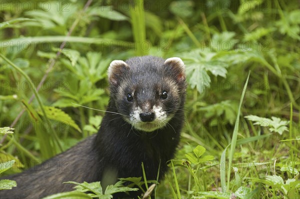 Close up of European polecat (Mustela putorius) hunting in grassland