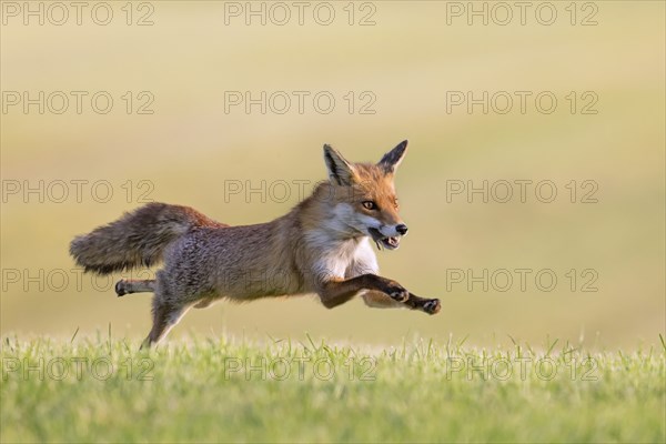 Red fox (Vulpes vulpes) running with caught mouse prey in mouth through freshly mowed meadow, cut