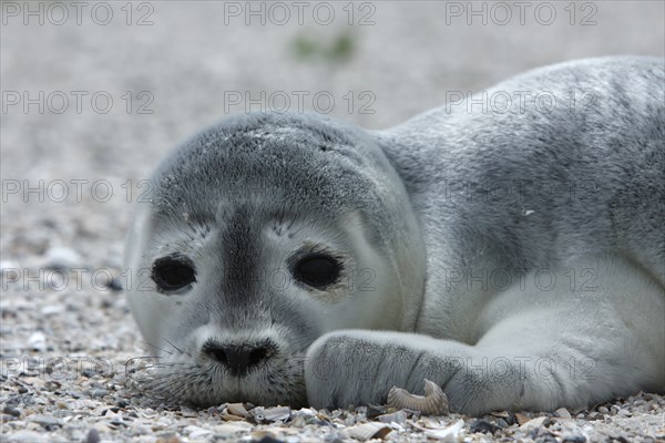 Common harbor seal (Phoca vitulina), howler, young resting on the beach, Lower Saxony Wadden Sea
