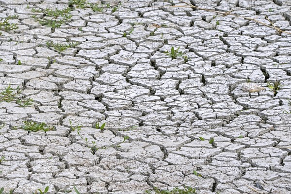 New shoots of plants in dry cracked clay mud in dried up lake bed caused by prolonged drought in