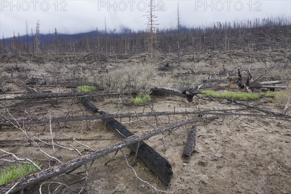 New grass shoots growing on scorched earth among charred tree trunks after wildfire, Jasper