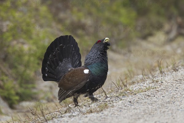 Western Capercaillie (Tetrao urogallus), Wood Grouse, Heather Cock showing courtship display on