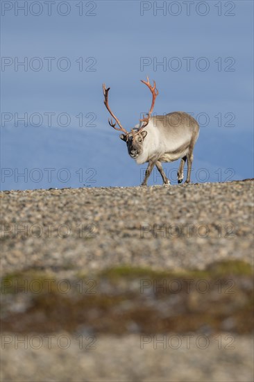 Svalbard Reindeer (Rangifer tarandus platyrhynchus), male, bull with blood-red antlers, tundra in