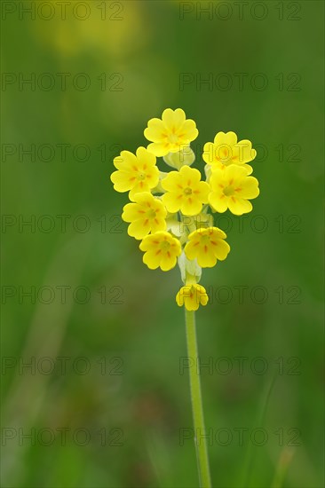 Common cowslip (Primula veris), primrose family, cowslip, apothecary primrose, medicinal plant