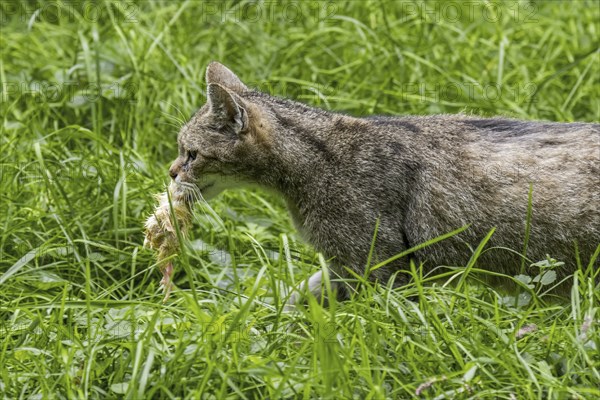 European wildcat (Felis silvestris silvestris), wild cat running in meadow, grassland with killed