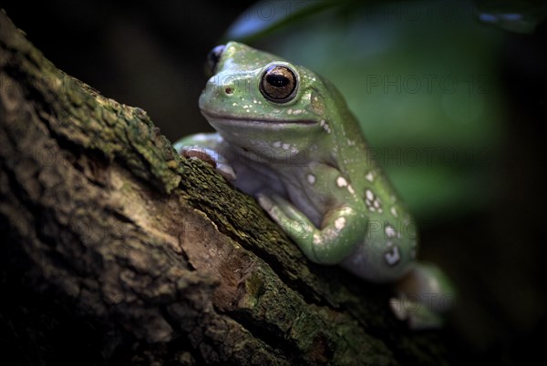 Australian green tree frog (Litoria caerules), sitting on branch, captive, Baden-Württemberg,