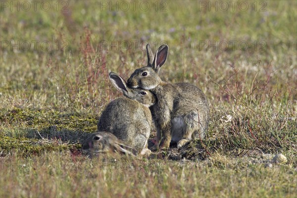 European rabbits (Oryctolagus cuniculus), common rabbit adult with two juveniles sitting in front