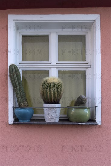 Cactus (Cactaceae) collection in front of a window of a residential building, Bavaria, Germany,