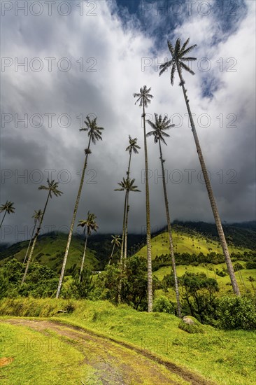 Wax palms largest palms in the world, Cocora valley, Unesco site coffee cultural landscape,