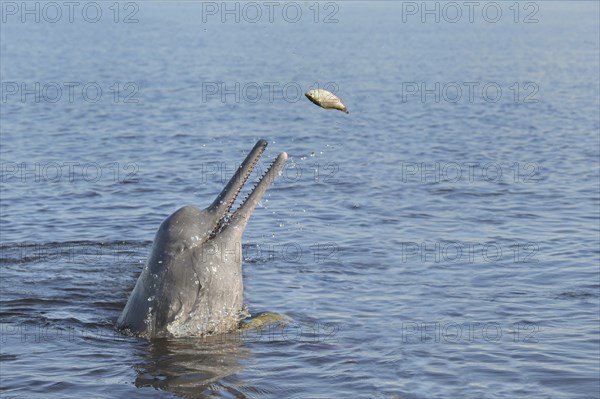 Hunting Amazon River Dolphin or Pink Amazon Dolphin (Inia geoffrensis), Rio Negro, Manaus, Amazonia