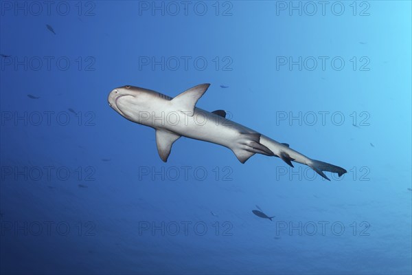 Whitetip reef shark (Triaenodon obesus) male, from below, sexual characteristic Klasper, swimming