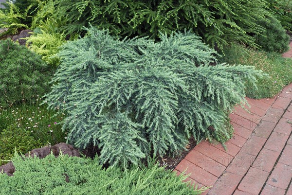 Cedrus deodara 'Feelin Blue'