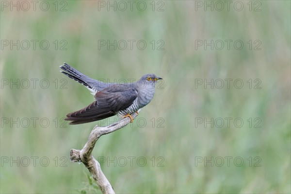 Common cuckoo (Cuculus canorus) male, Lower Saxony, Germany, Europe