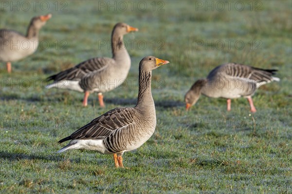Flock of greylag geese, graylag goose (Anser anser) foraging in grassland, meadow on a frosty