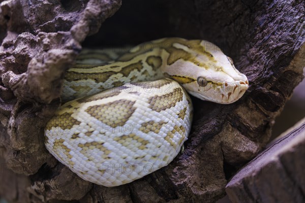 Dark tiger python (Python bivittatus), Germany, Europe