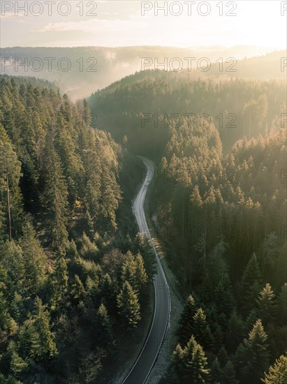 The golden light of sunset on a mountain road surrounded by pine trees, Black Forest, Germany,