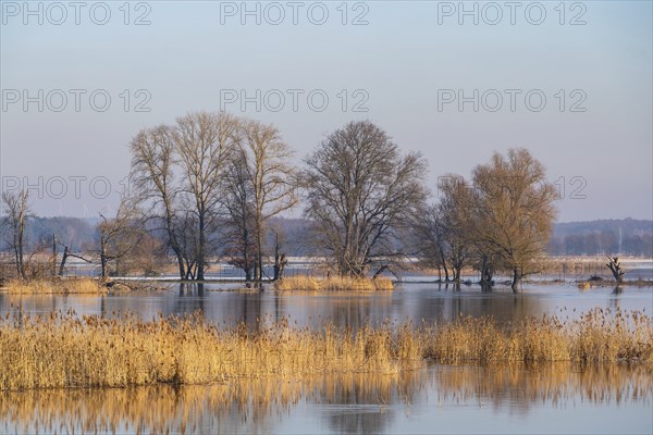Winter floods, trees and flooded meadows in the floodplains along the river Oder, GroÃŸ Neuendorf,