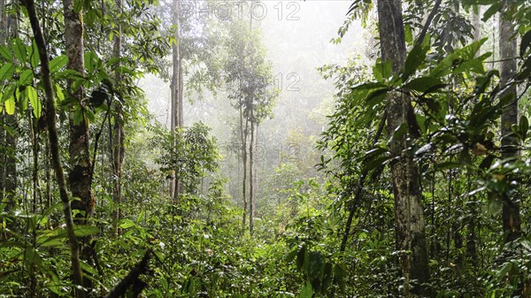 Rainforest, IIranduba, Manaus State of Amazonas, Brazil, South America