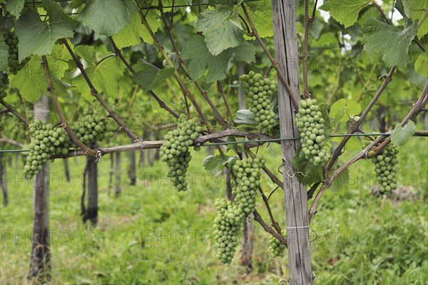 Grapes on grapevine in vineyard for the production of Blauburgunder wine at Maienfeld, Switzerland,
