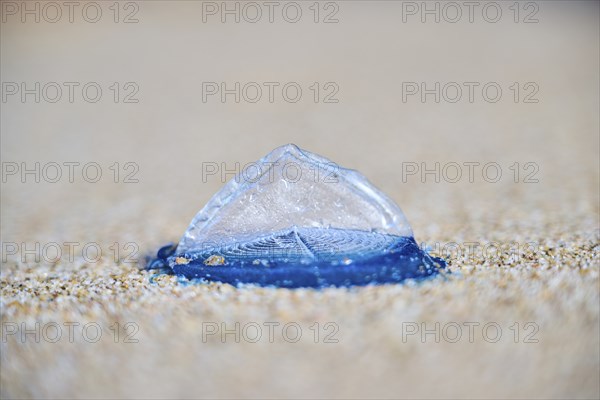 Sea (Velella velella) raft jellyfish lying on the sand on a beach, near Tarragona, Catalonia,