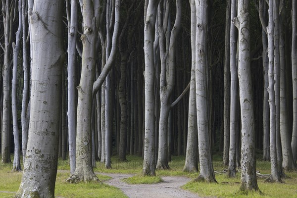 Beech trees, shaped by strong sea winds, at Ghost Wood, Gespensterwald along the Baltic Sea beach