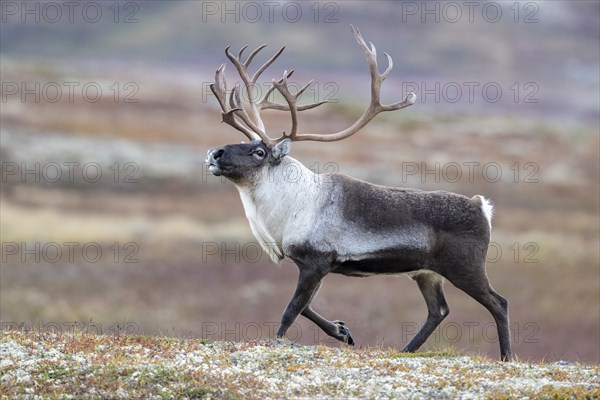 Wild mountain reindeer (Rangifer tarandus tarandus), bull in autumn tundra, Forollhogna National