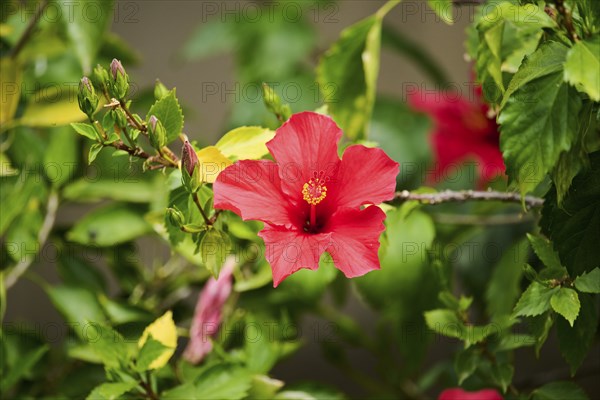 Rose mallow (Hibiscus moscheutos), blossom, Spain, Europe