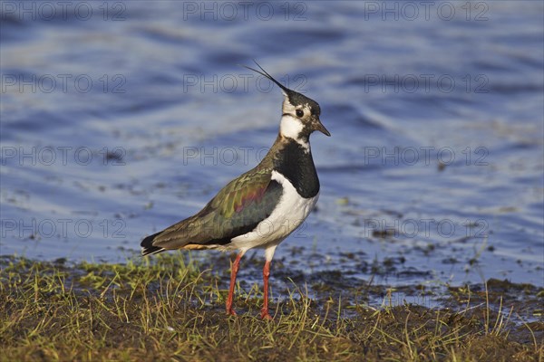 Northern Lapwing (Vanellus vanellus) foraging on lake shore, Germany, Europe
