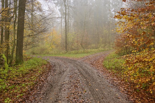 Fork, forest path, deciduous forest, colourful, fog, autumn, Helmstadt, Würzburg, Franconia,