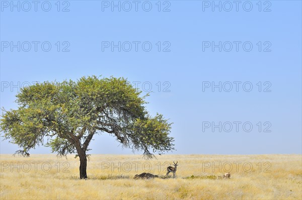 Springbok (Antidorcas marsupialis) resting in shadow of tree on the savannah, Namibia, Africa