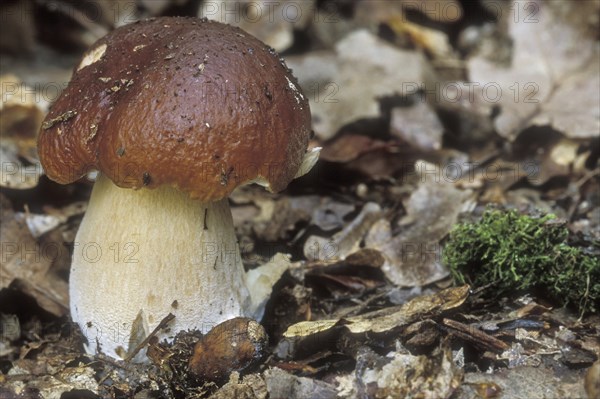 Cep, penny bun, porcino, king bolete (Boletus edulis)