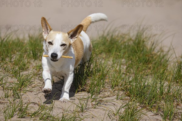 Dog, Jack Russell Terrier, running with treat in mouth, dog breed, domestic dog (Canis lupus